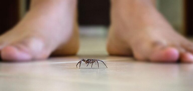 Read more about the article We all share reverence for life